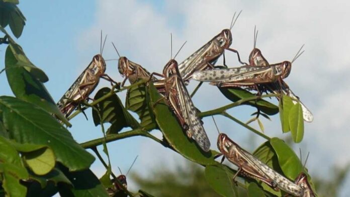 CHAPULINES